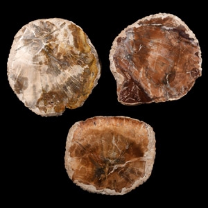 Natural History - Fossilised Wood Slice Group