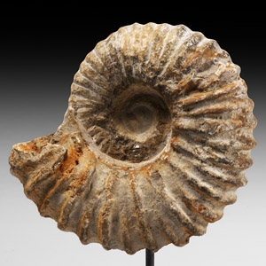 Natural History - Fossil Acanthoceras Ammonite