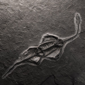Natural History - Fossil Keichousaurus Marine Reptile Skeleton