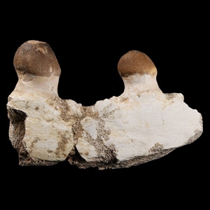 Natural History - Fossil Mosasaur Jaw Fragment