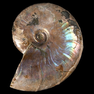 Natural History - Fossil Rainbow Shell Ammonite
