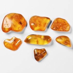 Natural History - Insects in Baltic Amber Group