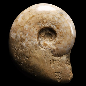 Natural History - Large Ludwigia Fossil Ammonite