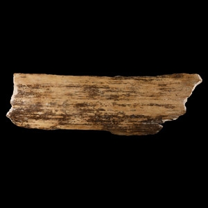 Natural History - Woolly Mammoth Fossil Tusk Section