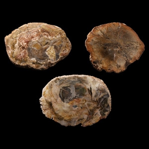 Natural History - Fossilised Wood Slice Group