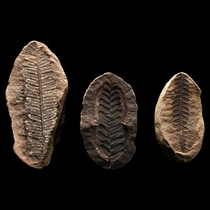 Natural History - Fossil Seed Fern Group