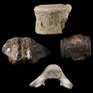Natural History - Dolphin Vertebra Group