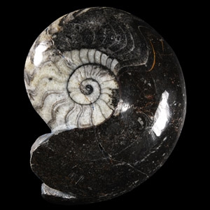 Natural History - Sporadoceras Goniatite Display