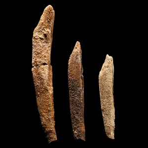 Natural History - Fossil Hybodus Shark Fin Spine Group