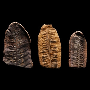 Natural History - Fossil Seed Fern Group