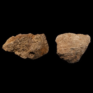 Natural History - Triceratops Fossil Frill Bone Group