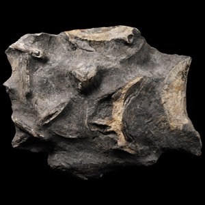 Natural History - Polished Fossil Ichthyosaurus Vertical Vertebra Section