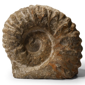 Natural History - Fossil Agadir Ammonite