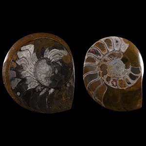 Natural History - Polished Goniatite Button Pair