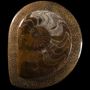 Natural History - Polished Goniatite Display