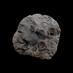 Natural History - Fossil Ammonite Cluster