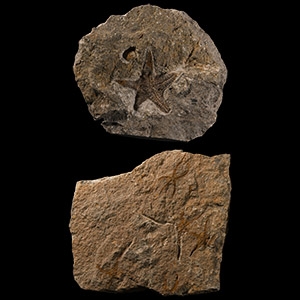 Natural History - Fossil Brittle Star and Starfish Pair