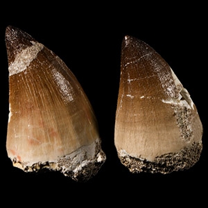Natural History - Fossil Mosasaur Tooth Pair