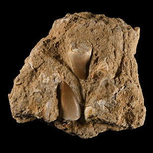 Natural History - Fossil Mosasaur Tooth and Fish Bone Display