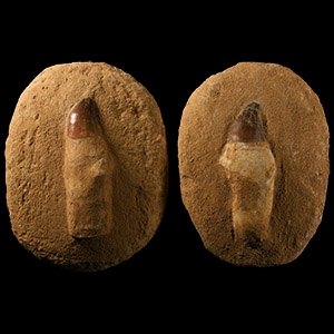 Natural History - Fossil Mosasaur Tooth Pair