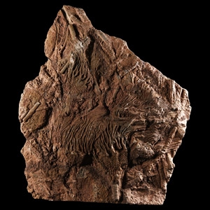 Natural History - Large Fossil Crinoid Plate