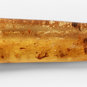 Natural History - Insects in Copal