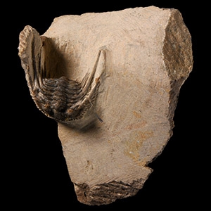 Natural History - Fossil Leonaspis Trilobite