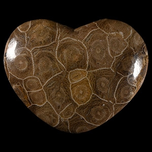 Natural History - Polished Heart-Shaped Fossil Coral Display