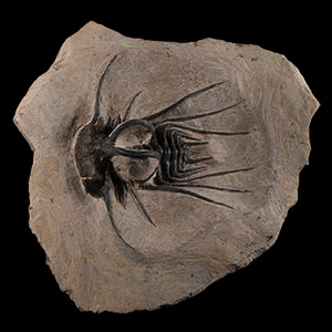 Natural History - Fossil Dicranurus Trilobite