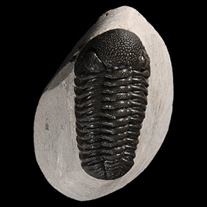 Natural History - Fossil Phacops Trilobite