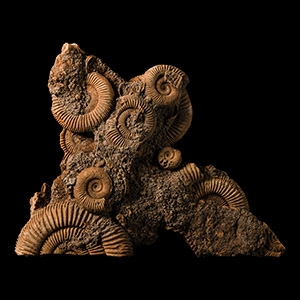 Natural History - Fossil Dactylioceras Athleticum Ammonite Cluster