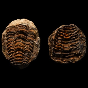 Natural History - Fossil Flexicalymene Trilobite Nodule