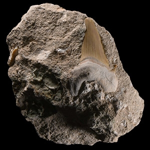 Natural History - Fossil Otodus Shark Tooth