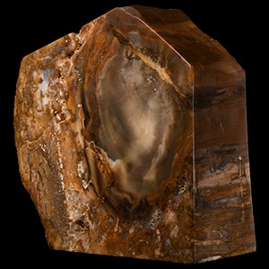 Natural History - Fossil Tree Trunk Section