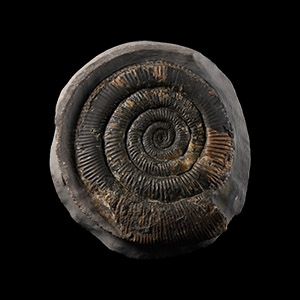 Natural History - Large Whitby Dactylioceras Ammonite Fossil