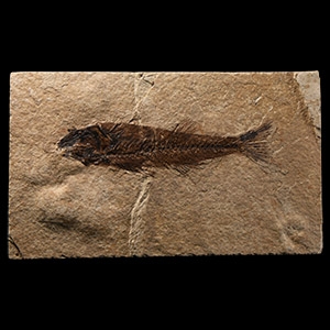 Natural History - Fossil Mioplosus Fish