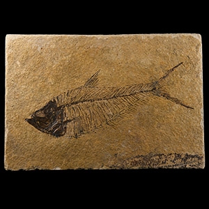 Natural History - Fossil Diplomystus Fish Plate
