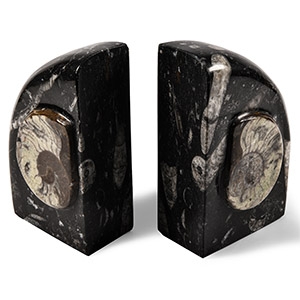 Natural History - Fossil Goniatite Bookend Pair