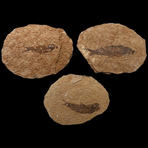 Natural History - Fossil Diplomystus Fish Group