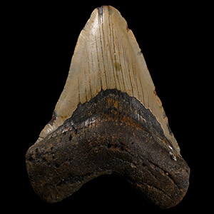 Natural History - Fossil Megalodon Tooth