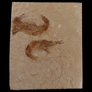 Natural History - Fossil Shrimp