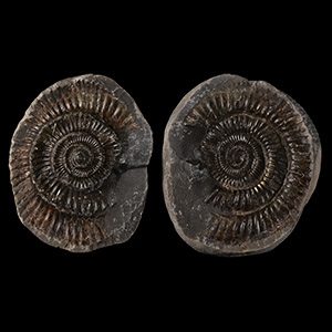 Natural History - Fossil Whitby Dac Ammonite Nodule