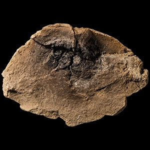 Natural History - North American T-Rex Coprolite