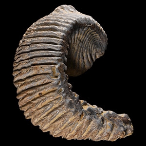 Natural History - Fossil Rastellum Bivalve