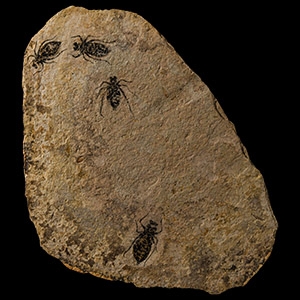 Natural History - Fossil Dragon Fly Larvae