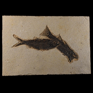 Natural History - Fossil Knightia Fish on Matrix