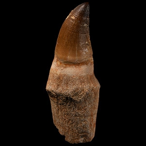 Natural History - Fossil Mosasaur Tooth with Root