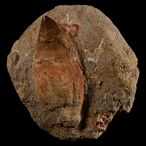 Natural History - Fossil Mosasaur Tooth with Root