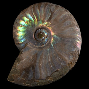 Natural History - Iridescent Fossil Ammonite