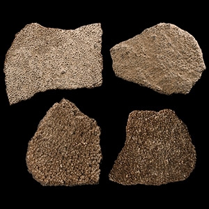 Natural History - Fossil Saltasaurus Egg Shell Group